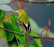 General knowledge about Common iora