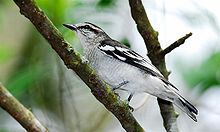 General knowledge about Pied triller