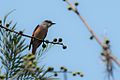 General knowledge about Rosy minivet