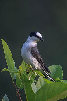 General knowledge about Ashy minivet