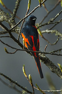 General knowledge about Long-tailed minivet