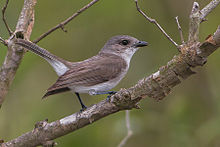 General knowledge about Mangrove whistler