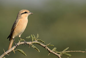 General knowledge about Isabelline shrike