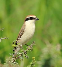 General knowledge about Red-tailed shrike