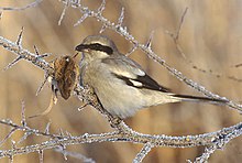 General knowledge about Great grey shrike
