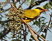 General knowledge about Black-naped oriole