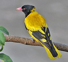 General knowledge about Black-hooded oriole