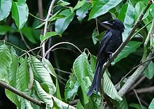 General knowledge about Andaman drongo