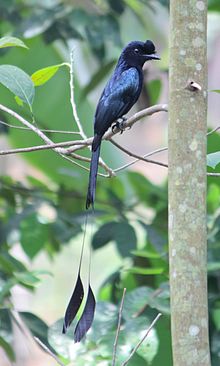 General knowledge about Greater racket-tailed drongo