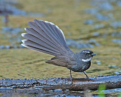 General knowledge about White-throated fantail