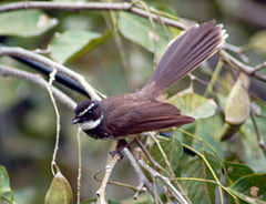 General knowledge about White-spotted fantail
