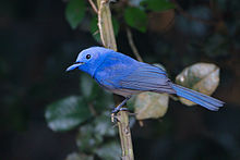 General knowledge about Black-naped monarch