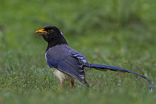 Yellow-billed blue magpie