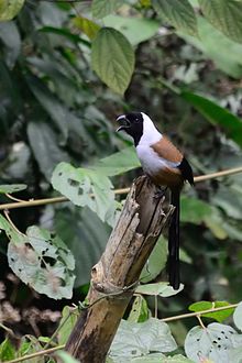 General knowledge about Collared treepie