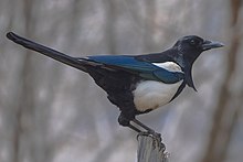 General knowledge about Black-rumped magpie