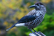 General knowledge about Spotted nutcracker