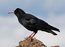 General knowledge about Red-billed chough