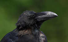General knowledge about Large-billed crow