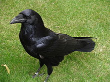 General knowledge about Common raven