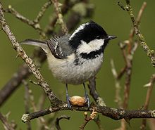 General knowledge about Coal tit