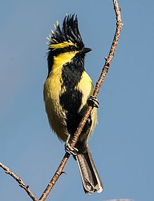 General knowledge about Himalayan black-lored tit