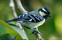 General knowledge about Indian black-lored tit