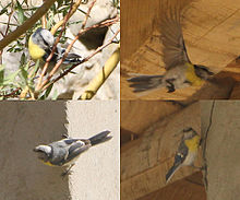 General knowledge about Yellow-breasted tit