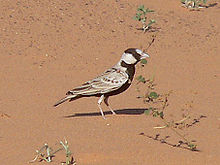 General knowledge about Black-crowned sparrow-lark