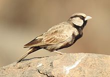 General knowledge about Ashy-crowned sparrow-lark