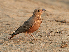 General knowledge about Rufous-tailed lark