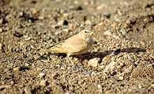 General knowledge about Desert lark