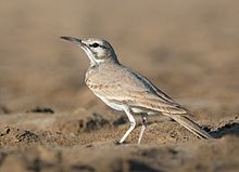 General knowledge about Greater hoopoe-lark