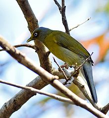 General knowledge about Grey-headed bulbul