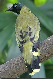 General knowledge about Black-headed bulbul