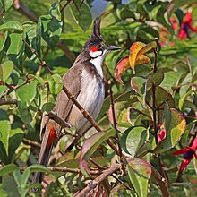 General knowledge about Red-whiskered bulbul