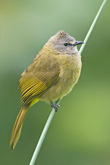 General knowledge about Flavescent bulbul