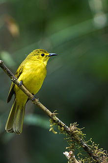 General knowledge about Yellow-browed bulbul
