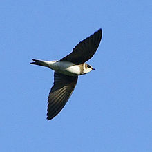 General knowledge about Sand martin