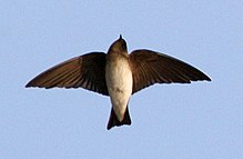 General knowledge about Grey-throated martin
