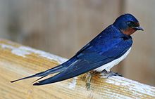 General knowledge about Barn swallow