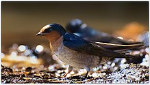 General knowledge about Hill swallow