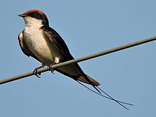 General knowledge about Wire-tailed swallow