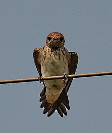 General knowledge about Streak-throated swallow