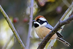 General knowledge about Black-throated bushtit