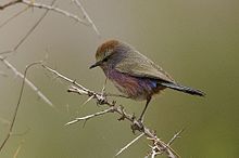 General knowledge about White-browed tit-warbler