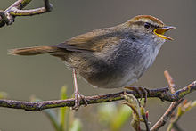 General knowledge about Grey-sided bush warbler
