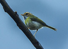 General knowledge about Rufous-faced warbler