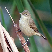 General knowledge about Blunt-winged warbler