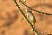 General knowledge about Thick-billed warbler