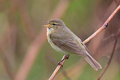 General knowledge about Common chiffchaff